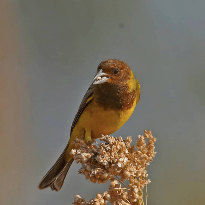 Red-headed Bunting by Gururaj Moorching - La Paz Group