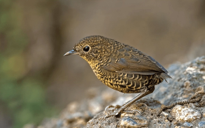 Scaly-breasted Wren Babbler by Dr. Eash Hoskote - La Paz Group