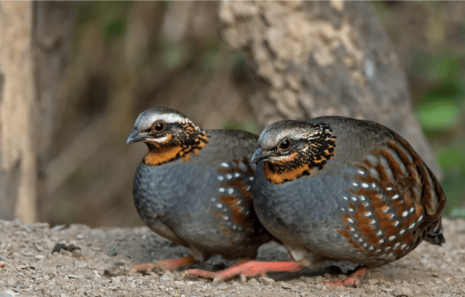 Rufous-throated Partridge by Dr. Eash Hoskhote - La Paz Group