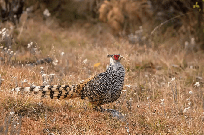 Cheer Pheasant by Dr. Eash Hoskote - La Paz Group