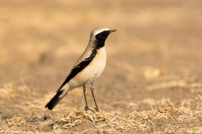 Desert Wheatear by Ramesh Desai - La Paz Group