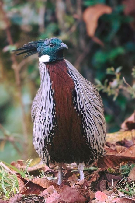 Koklass Pheasant by Dr. Eash Hoskote - La Paz Group
