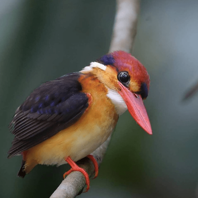 Oriental Dwarf Kingfisher by Gururaj Moorching - La Paz Group