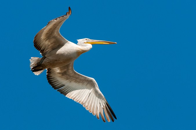 Dalmatian Pelican by Leander Khil - La Paz Group