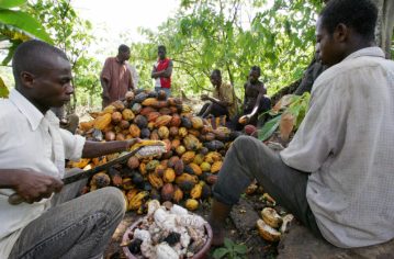 IvoryCoast_Cocoa_GettyImages-77612143_web.jpg
