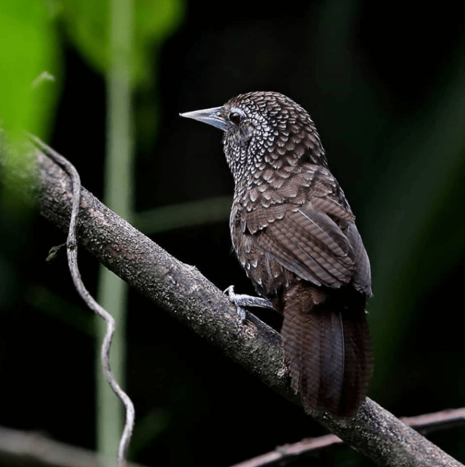 Cachar Wedge-billed Babbler by Gururaj Moorching - La Paz Group