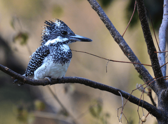 Crested Kingfisher by Puneet Dhar - La Paz Group