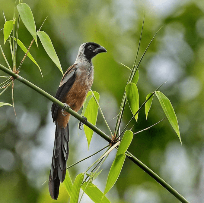Collared Treepie by Gururaj Moorching - La Paz Group