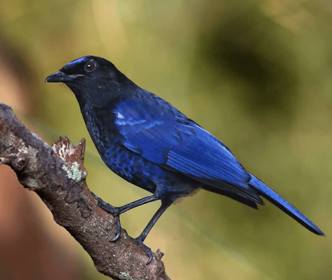 Malabar Whistling Thrush by Gururaj Moorching - La Paz Group