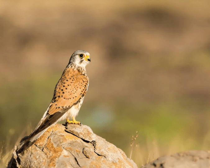 Common Kestrel by Ramesh Desai - La Paz Group