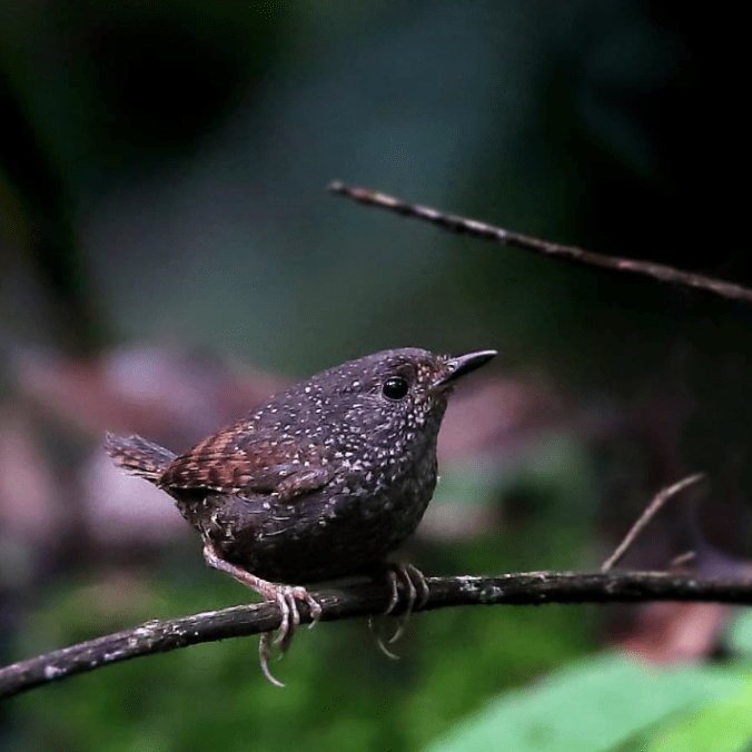 Spotted Elachura by Gururaj Moorching - La Paz Group