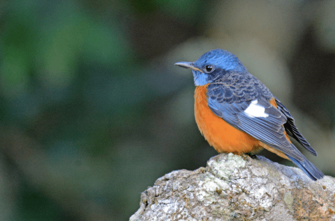 Blue-capped Rock Thrush by Puneet Dhar - La Paz Group
