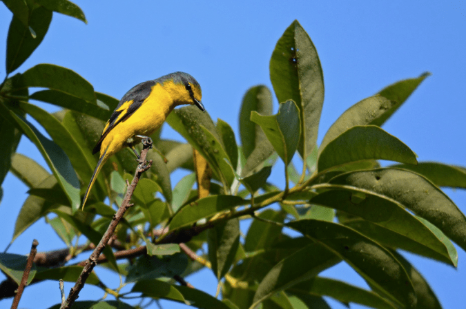 Orange Minivet by Puneet Dhar - La Paz Group