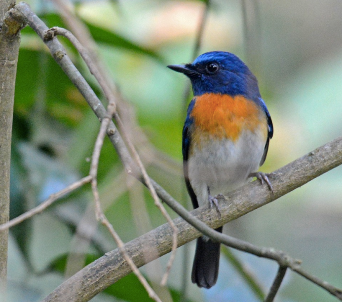 Blue-breasted Blue Flycatcher by Puneet Dhar - La Paz Group