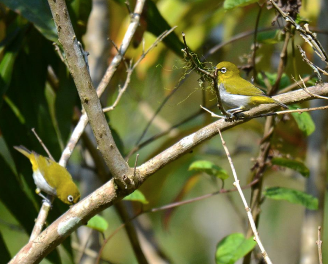Oriental White-eye by Puneet Dhar - La Paz Group