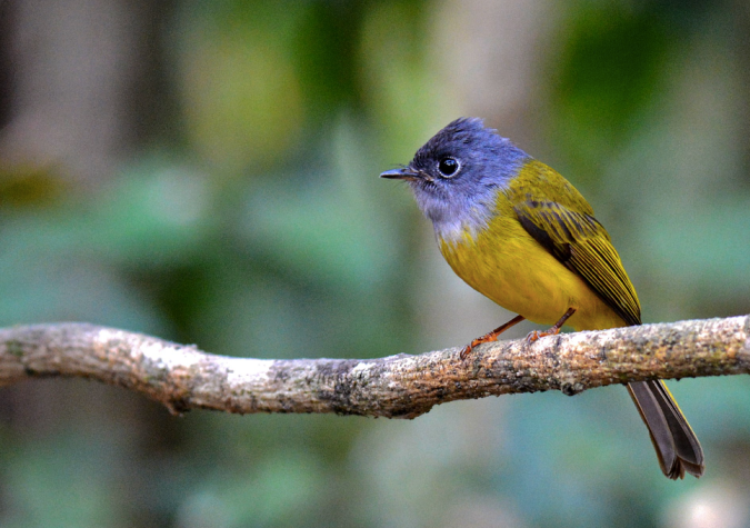 Grey-headed Canary-Flycatcher by Puneet Dhar - La Paz Group