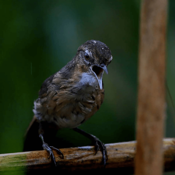 Marsh Babbler by Gururaj Moorching - La Paz Group