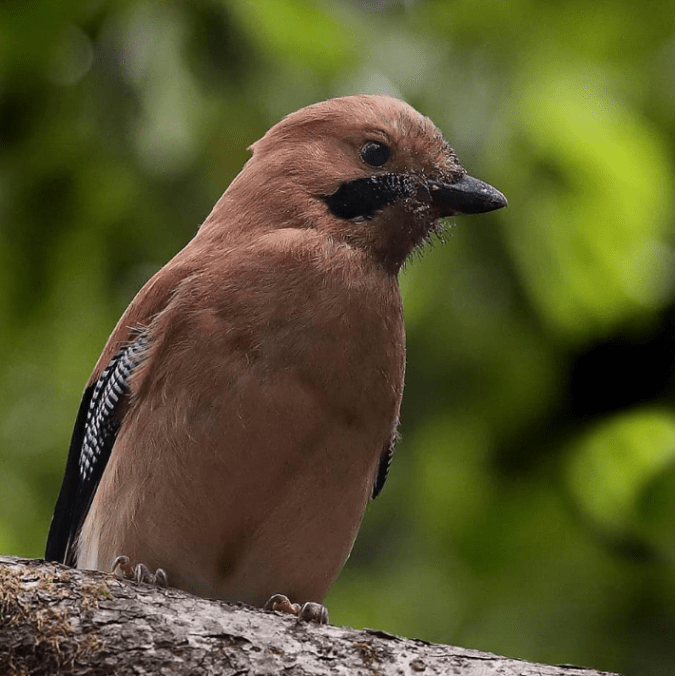 Eurasian Jay by Gururaj Moorching - La Paz Group
