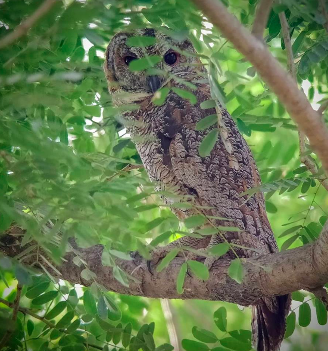 Mottled Wood Owl by Gururaj Moorching - La Paz Group