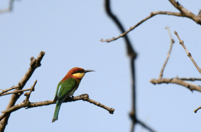 Chestnut-headed Bee-eater by Puneet Dhar - La Paz Group
