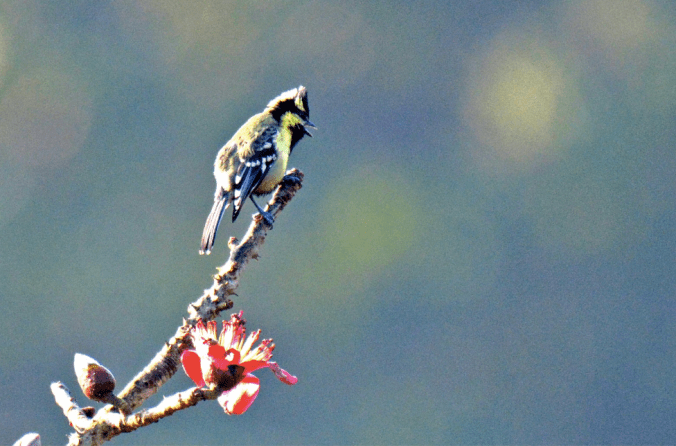 Indian Yellow Tit by Puneet Dhar - La Paz Group