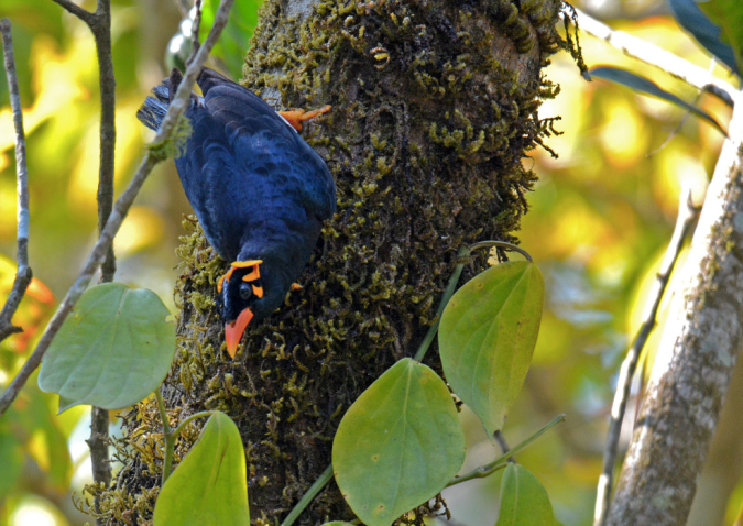 Common Hill Myna by Puneet Dhar - La Paz Group