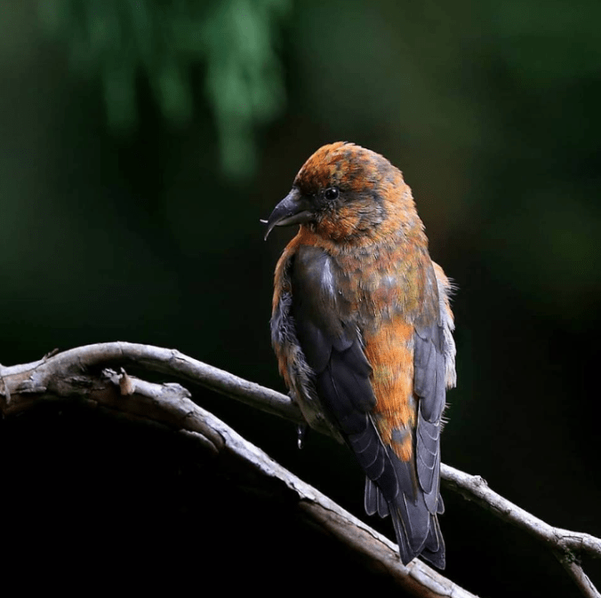 Red Crossbill by Gururaj Moorching - La Paz Group