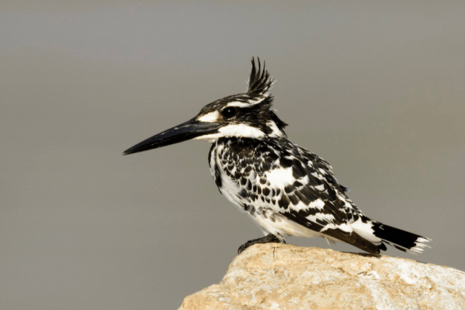 Pied Kingfisher by Ramesh Desai - La Paz Group