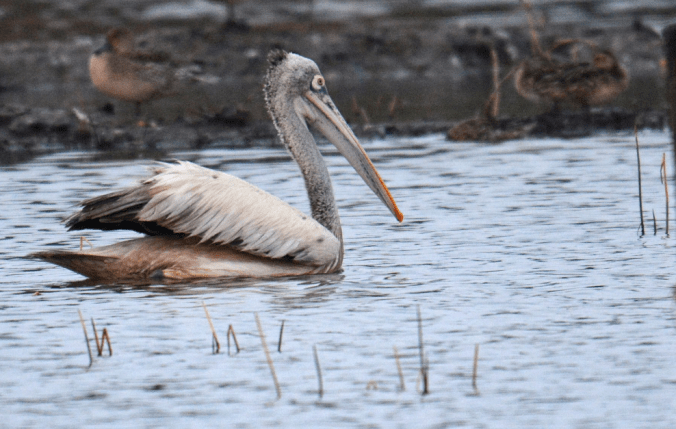 Spot-billed Pelican by Puneet Dhar - La Paz Group