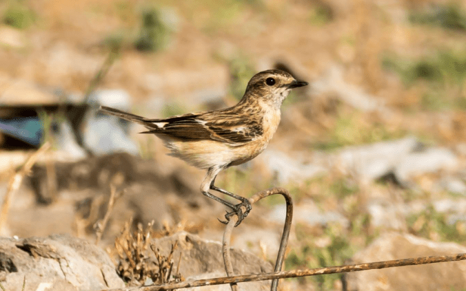 Common Stonechat by Ramesh Desai - La Paz Group