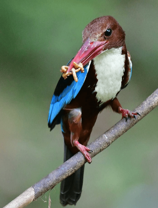 White-throated Kingfisher by Vijaykumar Thondaman - La Paz Group