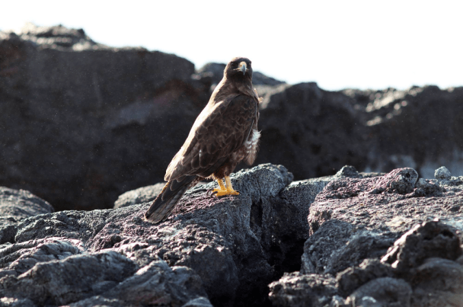 Galapagos Hawk by Stephen Crafts - La Paz Group