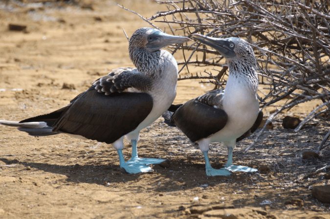 Blue-footed Booby pair by Stephen Crafts - La Paz Group