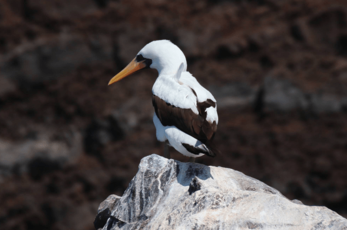 Nazca Booby by Stephen Crafts - La Paz Group
