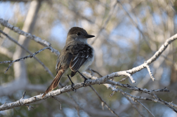 Galapagos Flycatcher by Stephen Crafts - La Paz Group