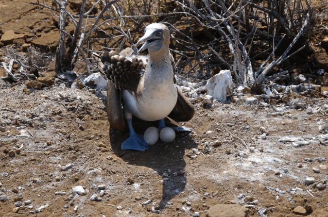 Blue-footed Booby (female with eggs) by Stephen Crafts - La Paz Group