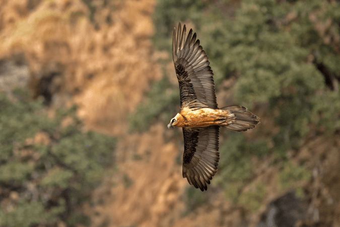 Bearded Vulture by Dr. Eash Hoskote - La Paz Group