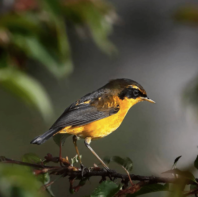  Golden Bush-Robin by Gururaj Moorching - La Paz Group
