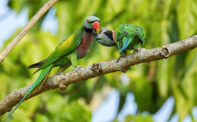 Red-breasted Parakeet by Sudhir Shivaram - La Paz Group