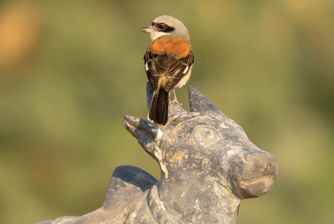 Bay-backed Shrike by Ramesh Desai - La Paz Group