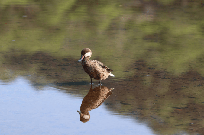 White-cheeked Pintail by Stephen Crafts - La Paz Group