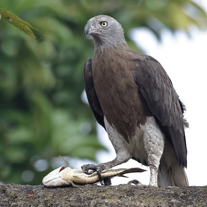 Grey-headed Fish-Eagle by Gururaj Moorching -La Paz Group