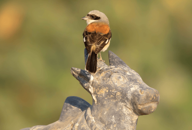 Bay-backed Shrike by Ramesh Desai - La Paz Group