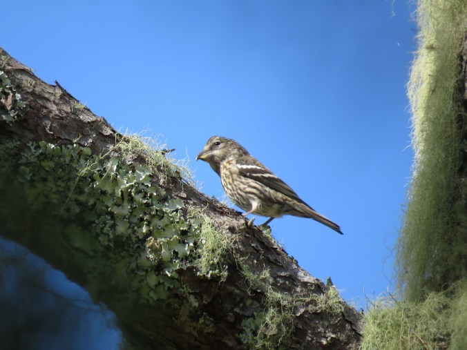 Hispaniolan Crossbill by Seth Inman - La Paz Group