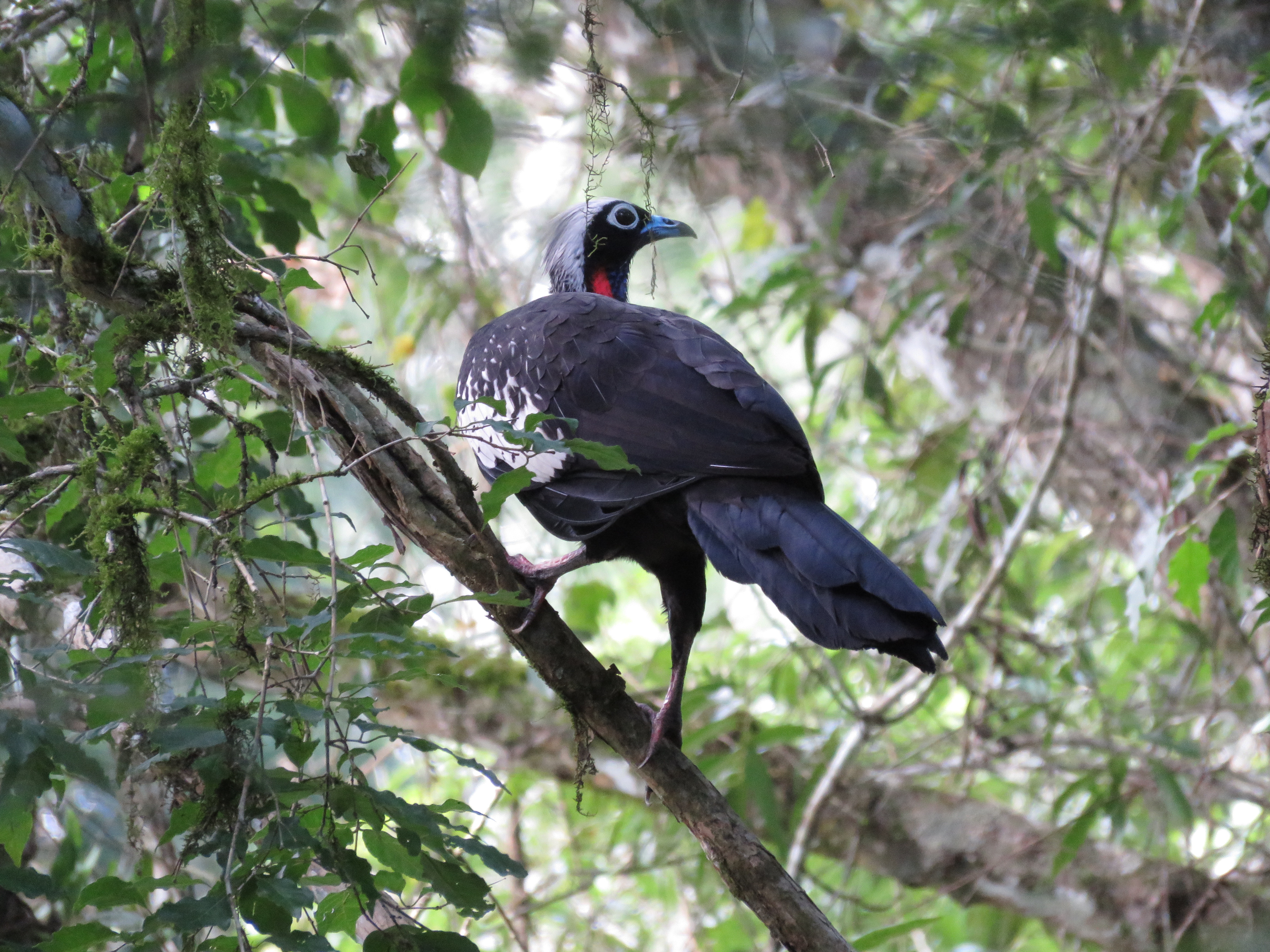 Black-fronted Piping Guan by James Zainaldin - La Paz Group