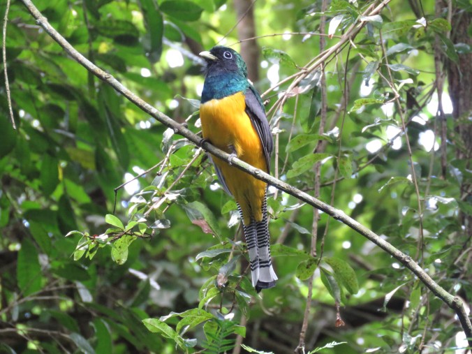 Black-throated Trogon by James Zainaldin - La Paz Group