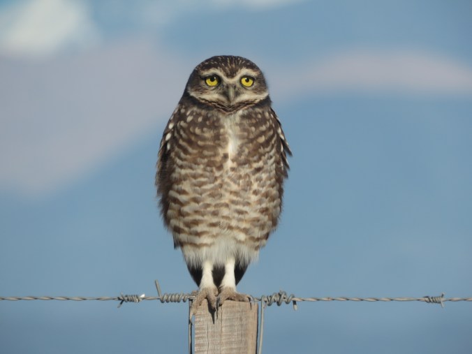 Burrowing Owl by James Zainaldin - La Paz Group