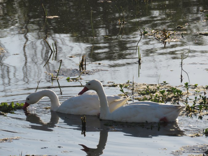 Coscoroba Swan by James Zainaldin - La Paz Group