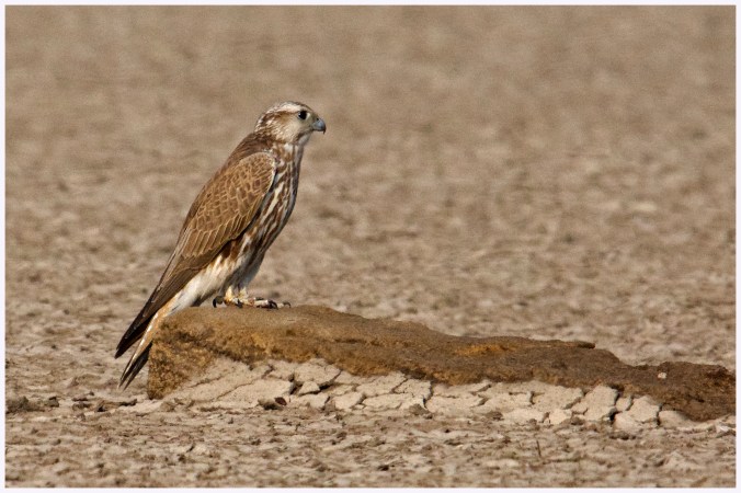 Saker Falcon by Puneet Dhar - La Paz Group