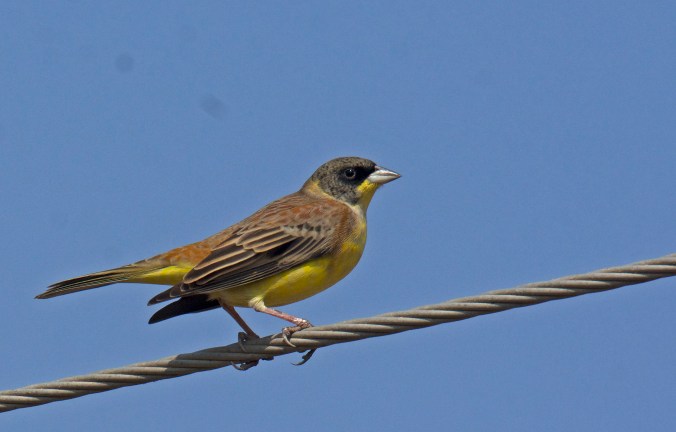 Black-headed Bunting by Puneet Dhar - La Paz Group